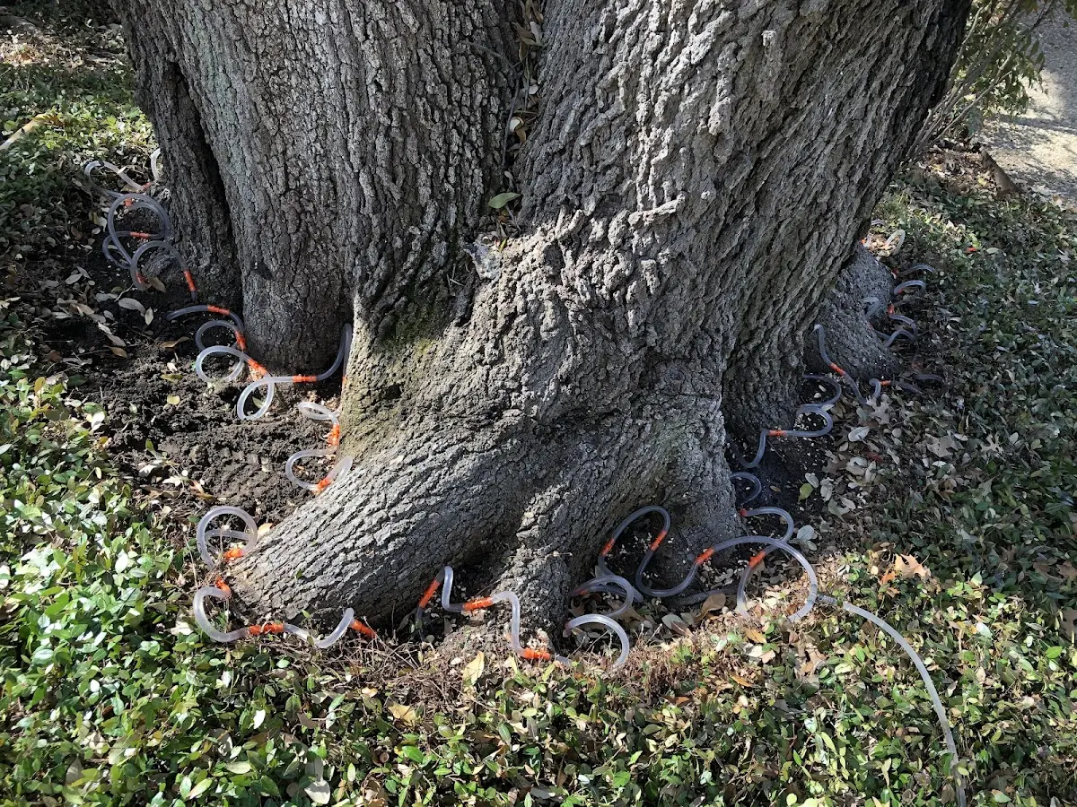 Detailed Tree Cabling and Bracing job site in Burton