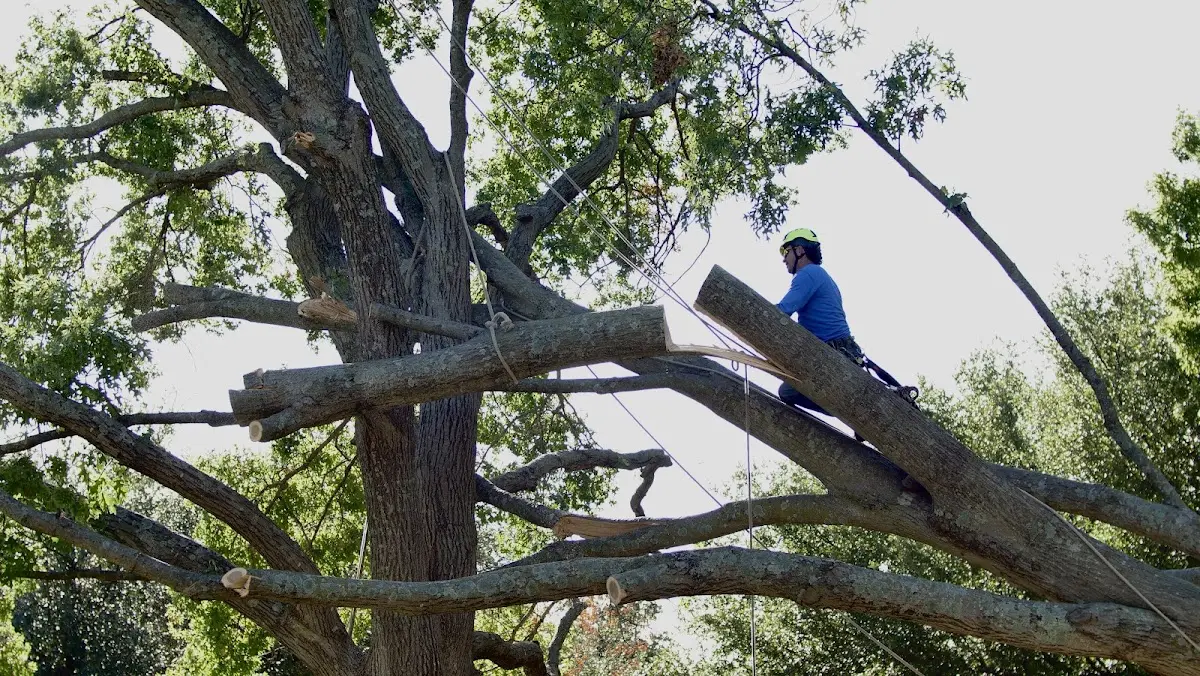 Professional Crown Thinning performed by certified arborists in Burton